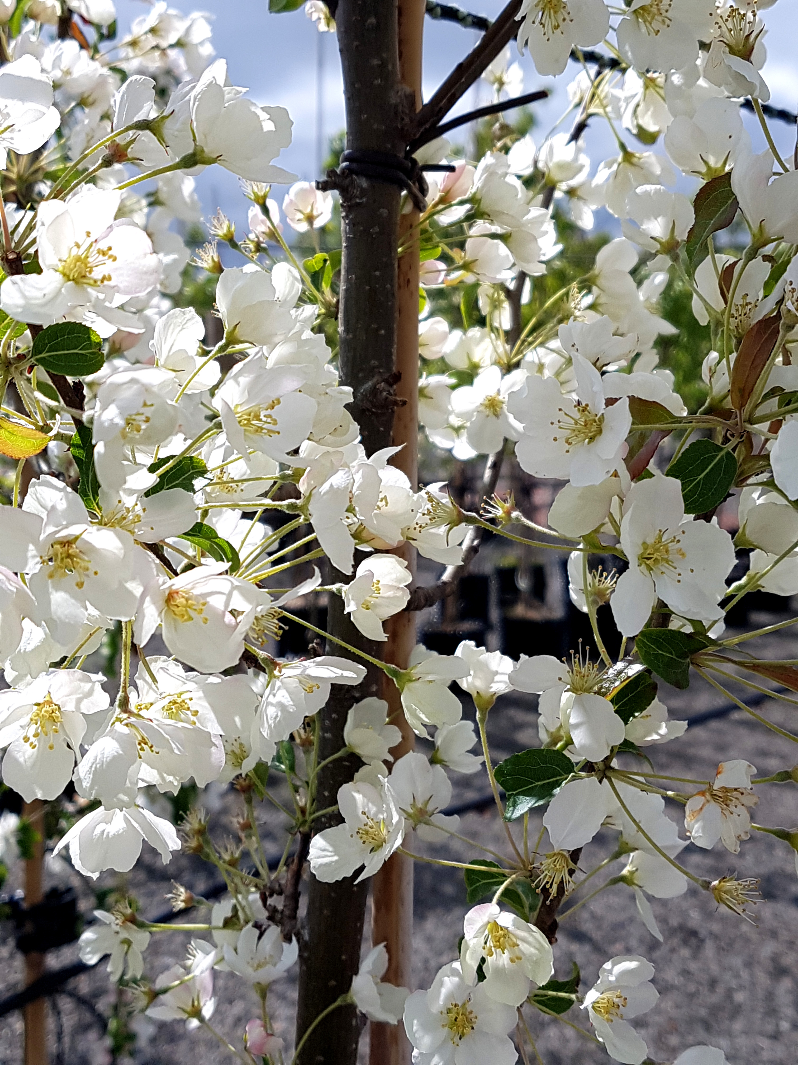 Malus Brevipes